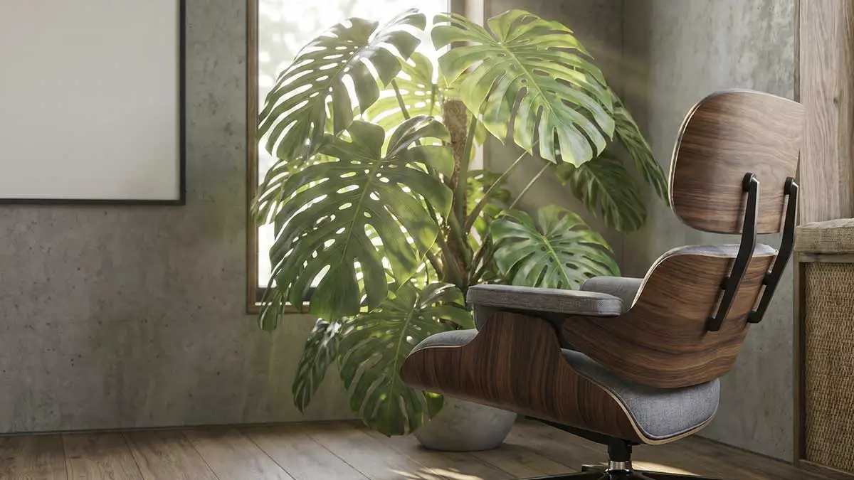 Luz natural interactuando con Monstera deliciosa genera claroscuros