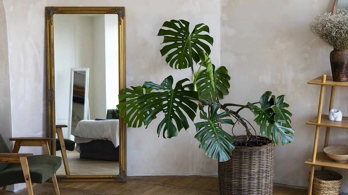 Monstera deliciosa como elemento central en el rincón de lectura
